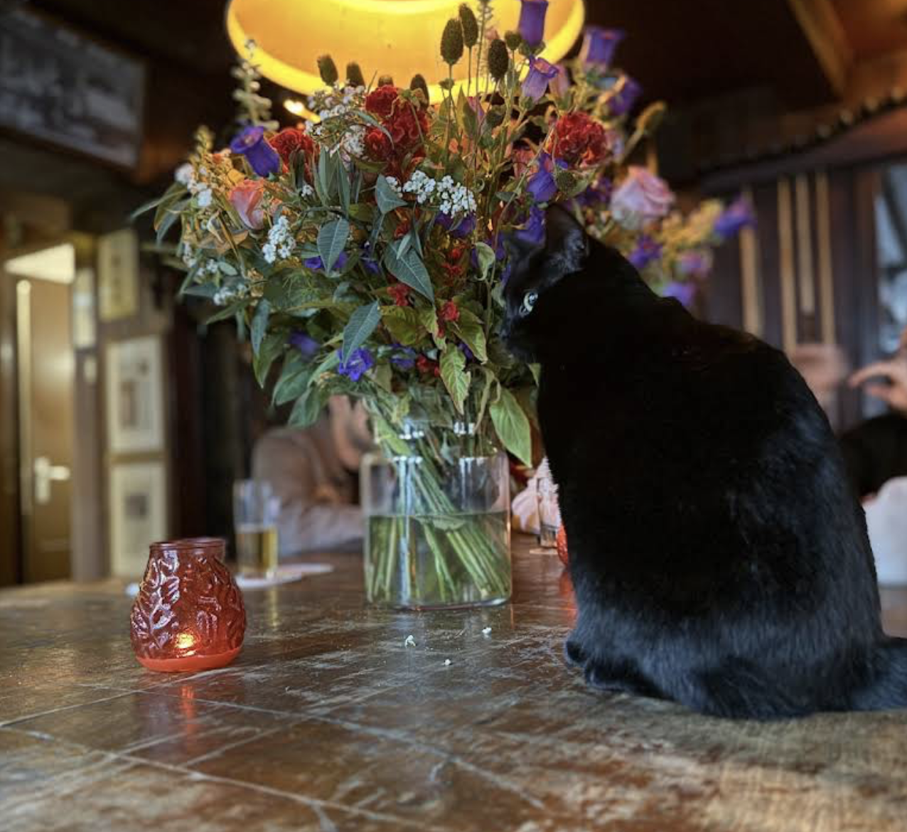 De pub kat van Café Chris ontspannen in het café